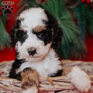 Bixie, Mini Bernedoodle Puppy